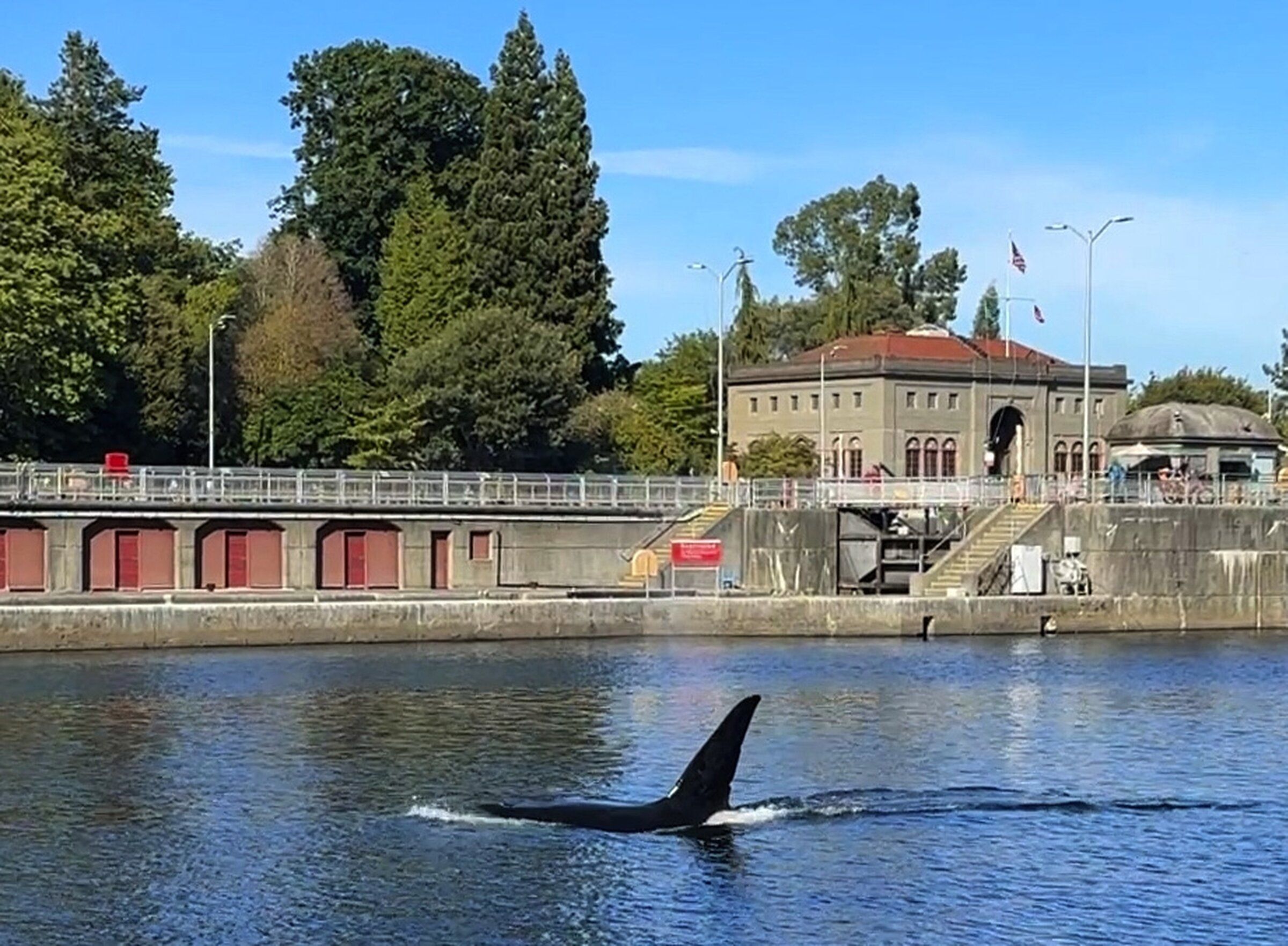 An orca swims near the Ballard Locks in Seattle on Monday. (courtesy of Alana Lyons)