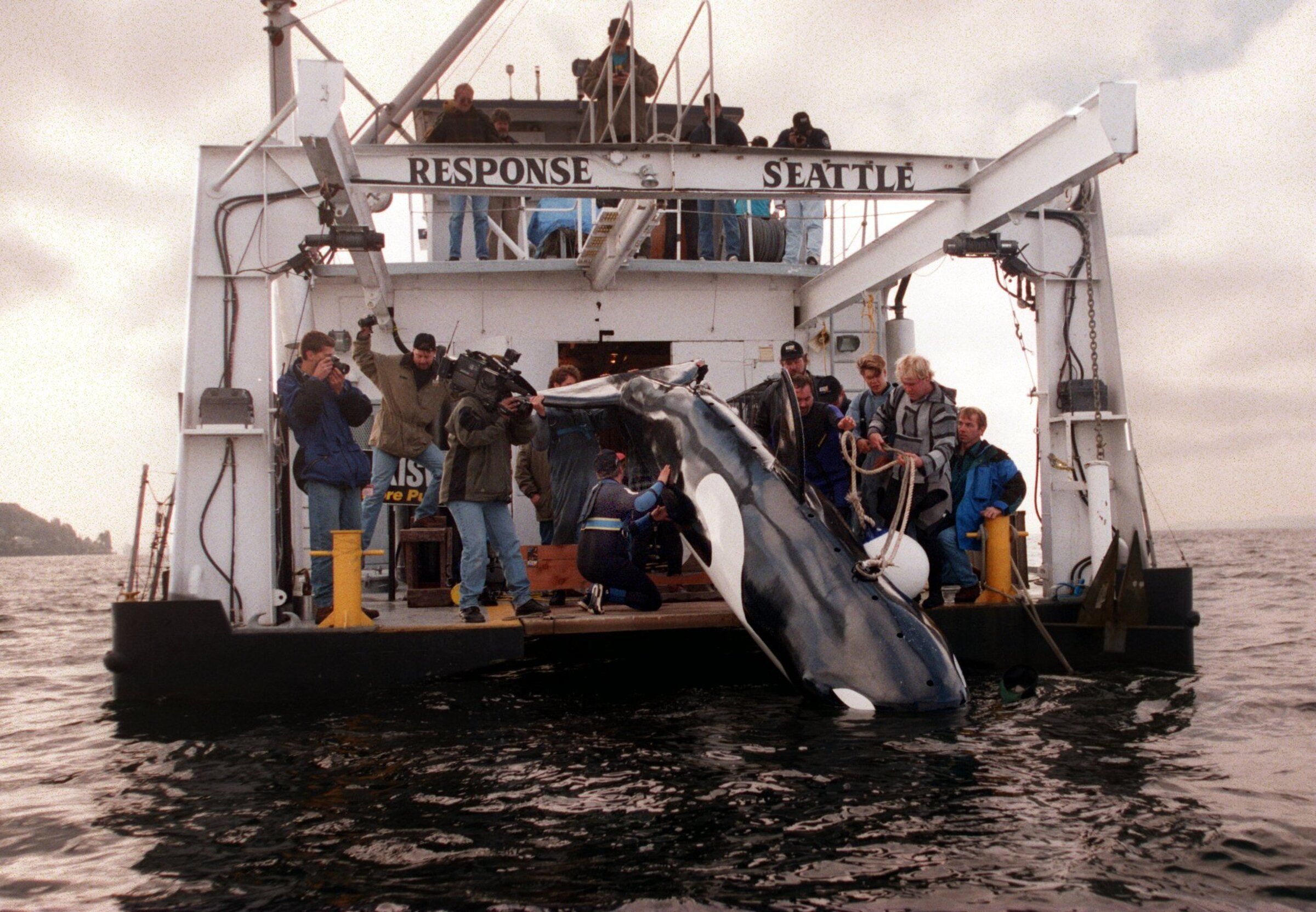 Fake Willy is lowered into Shilshole Bay near West Point in 1996. The 16-foot fiberglass orca was created to scare away sea lions. It did not work. (Mark Harrison / The Seattle Times)