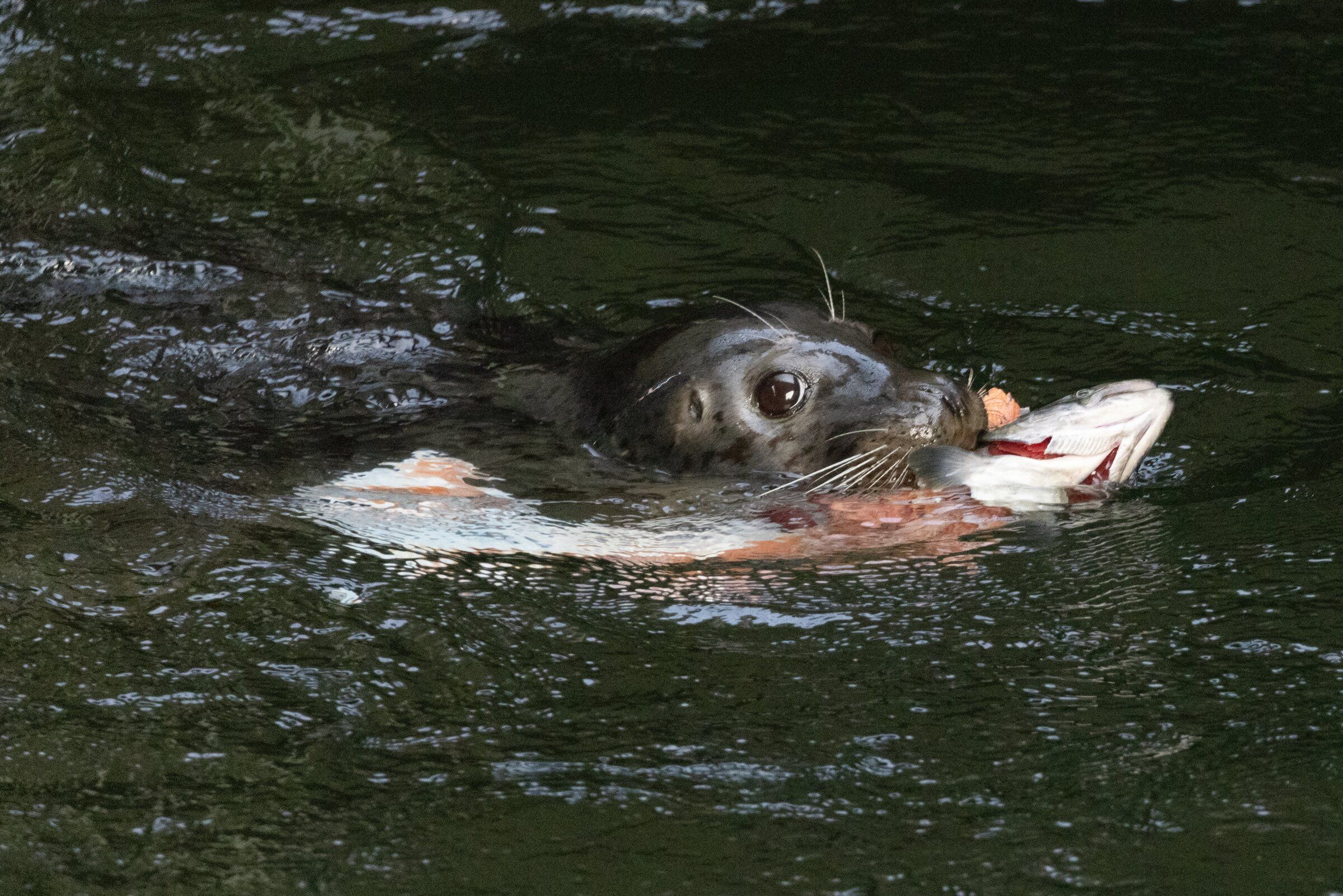 A seal eats salmon it caught in the fish ladder at Seattle’s Ballard Locks. (Karen Ducey / The Seattle Times, 2023)