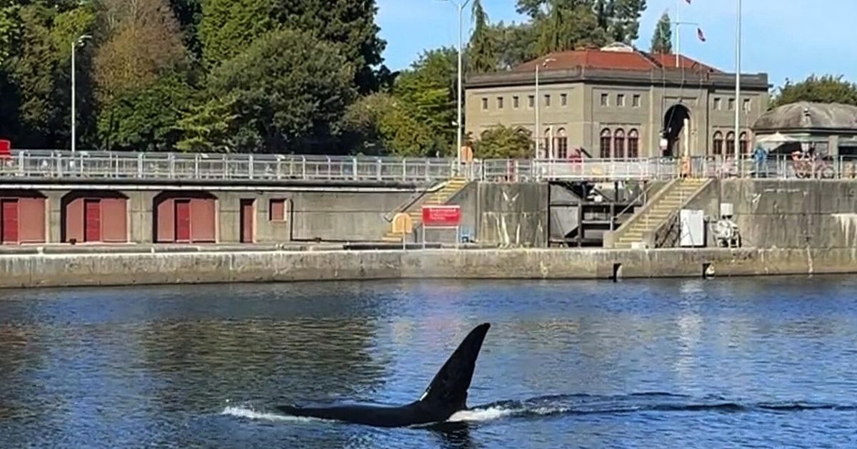 Orca sighting at Ballard Locks is great news for salmon