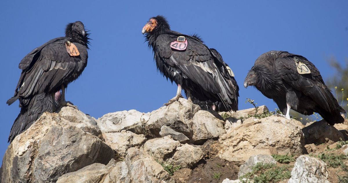 Timber fire strands endangered condors as Big Sur evacuations expand - image 2