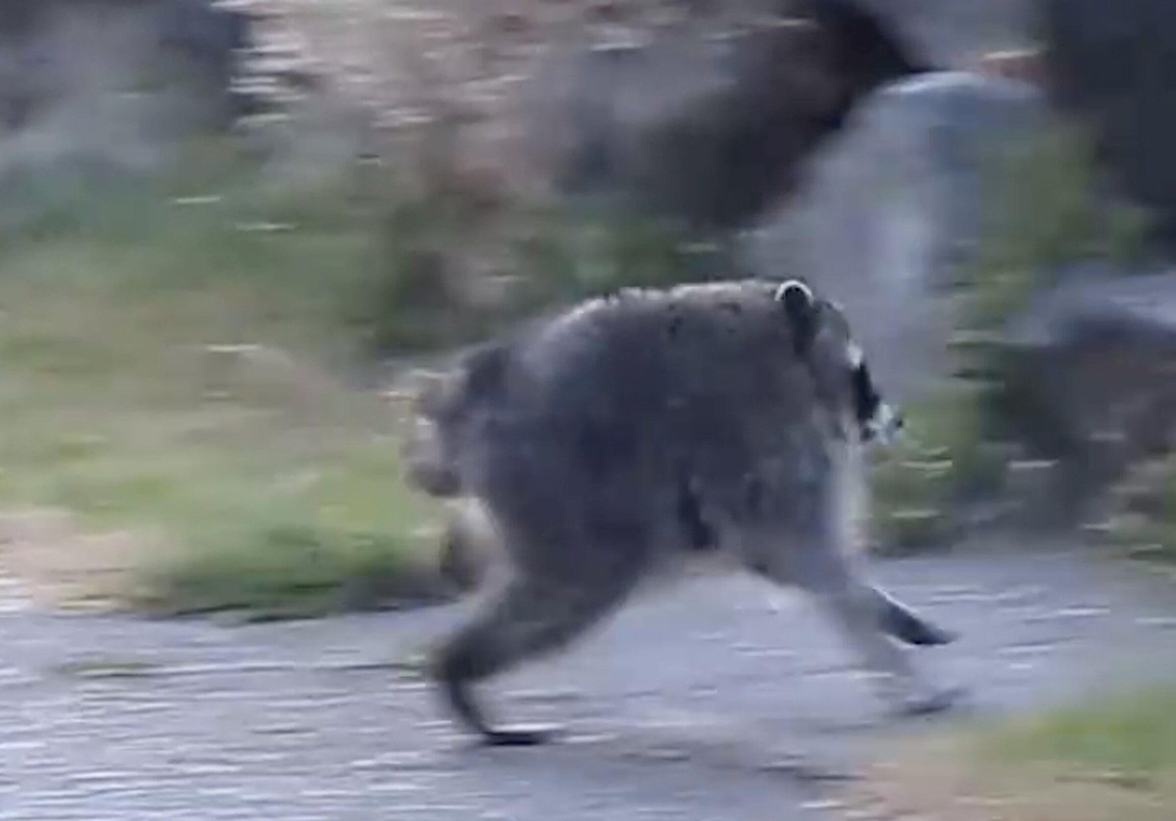 A raccoon dubbed “Jimothy,” seen trotting in Seattle’s Ballard neighborhood, may have short spine syndrome, a rare congenital disorder. An official with the Washington Department of Fish and Wildlife urges us to enjoy Jimothy from afar. (Courtesy of Kiana Hall)