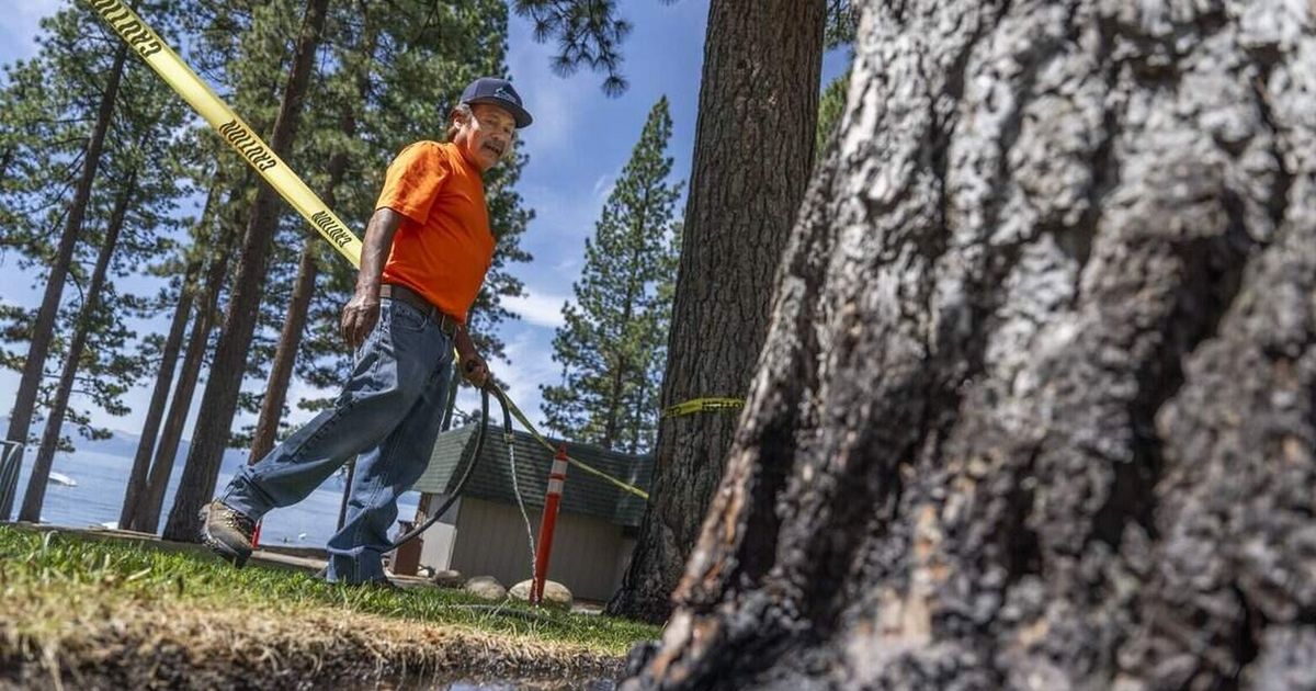 Why would anyone poison trees in Tahoe? Residents and officials are horrified