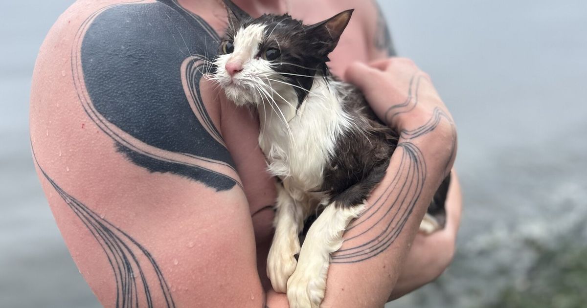 60 cats saved from abandoned Tacoma sailboat; owner tells his story