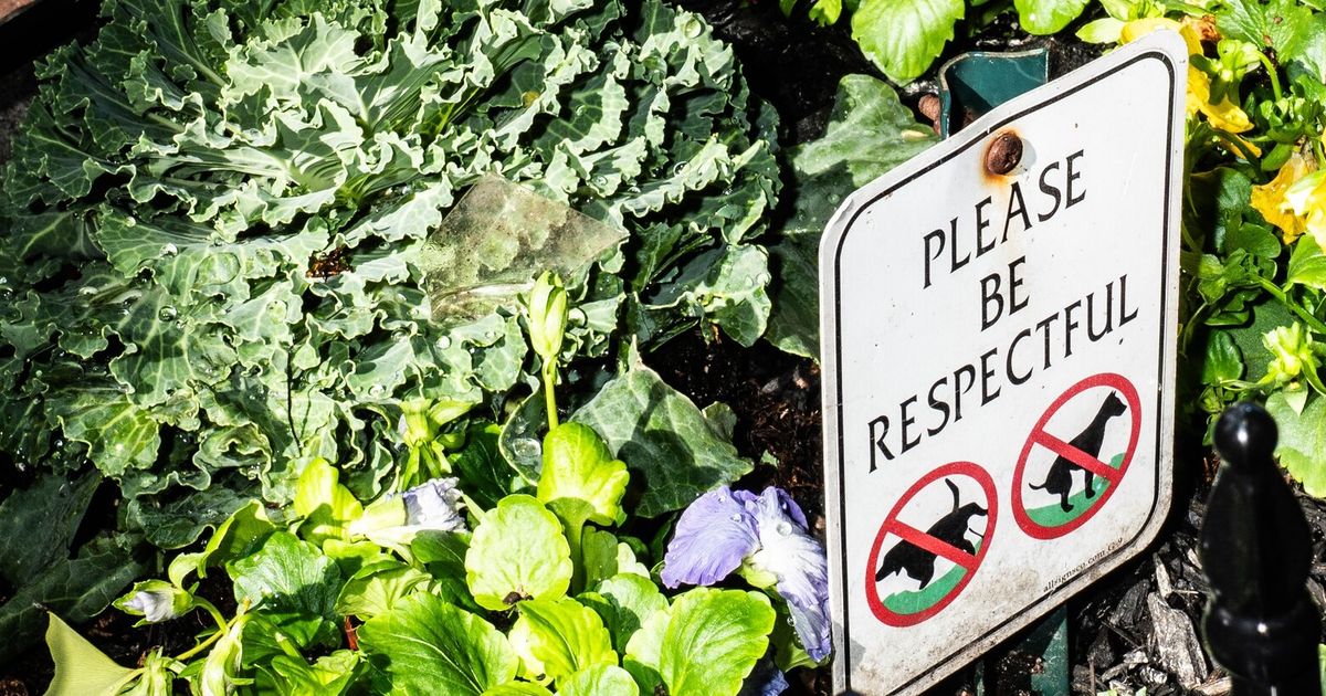 New York will compost and target dog waste in the city