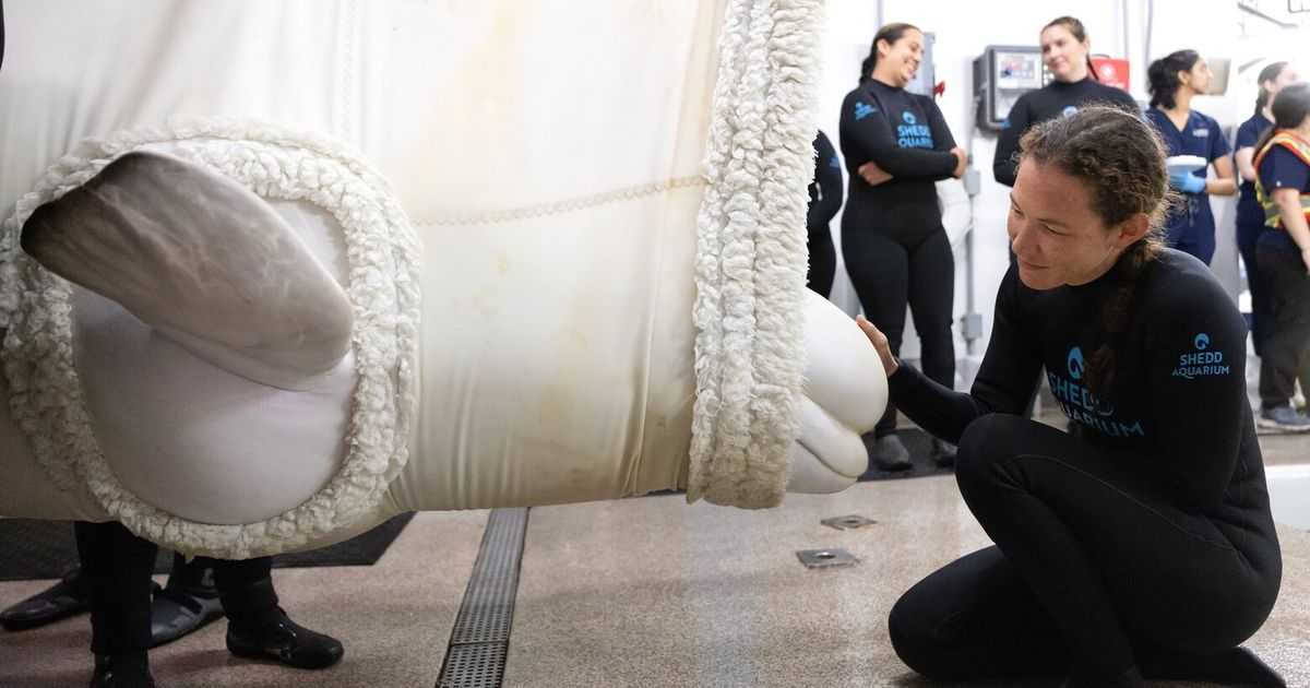 4 more belugas arrive at Chicago aquarium from shuttered Canadian park