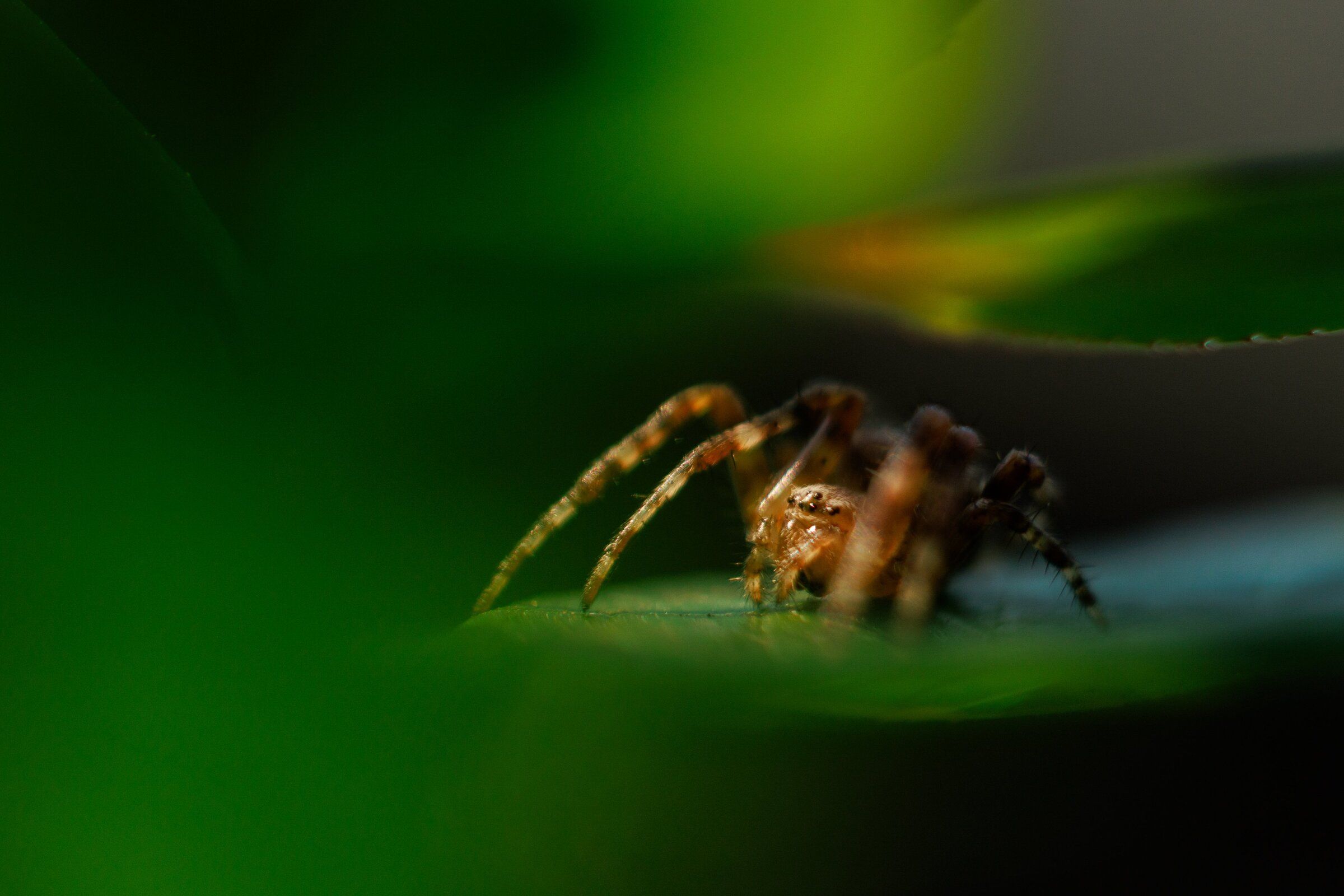 An Araneus diadematus — a non-native spider known for making round, spiral webs – crawls on a leaf near its web in West Seattle on Thursday, Aug. 13, 2026. Rod Crawford, a spider expert at the Burke Museum, says this type of spider arrived to the Pacific Northwest from Europe in the 1920s. Araneus diadematus eggs hatch in May, and the spiders generally become visible to the average person during the late part of summer. They reach their maximum size in early October, says Crawford. (Erika Schultz / The Seattle Times)