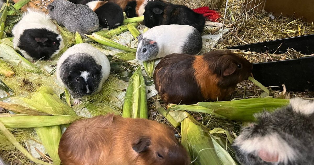 Hundreds of guinea pigs fill Massachusetts sanctuary with squeals, purrs and lots of love