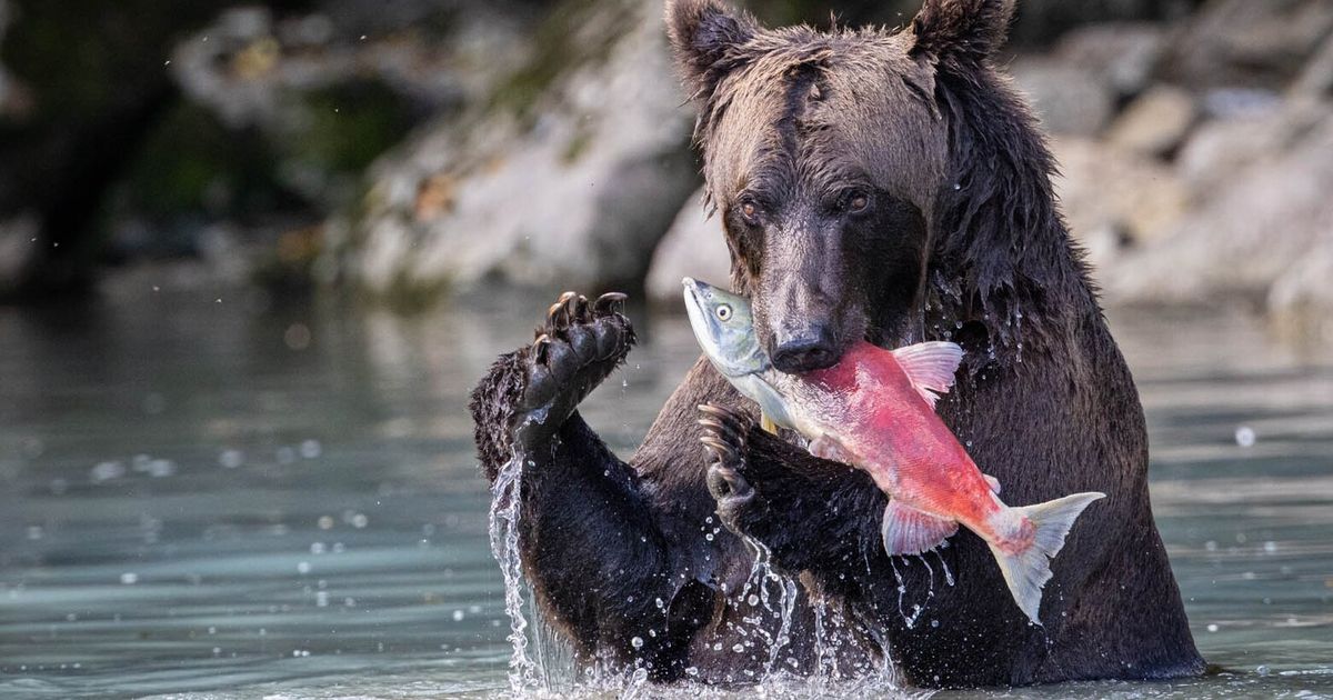 Alaska’s resources are already ‘off leash.’ Leave them there