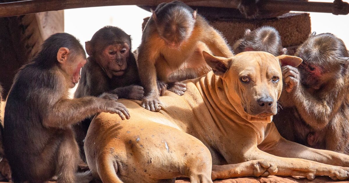 Humans love having pets. Seems like some other primates do, too