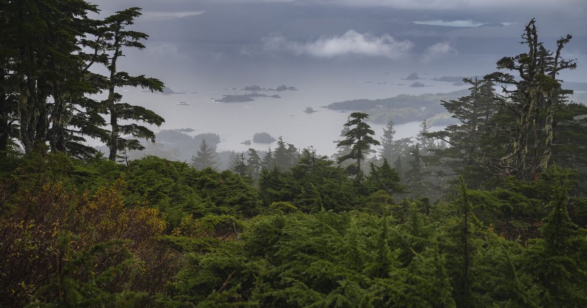 Trump administration moves to allow logging in pristine national forests