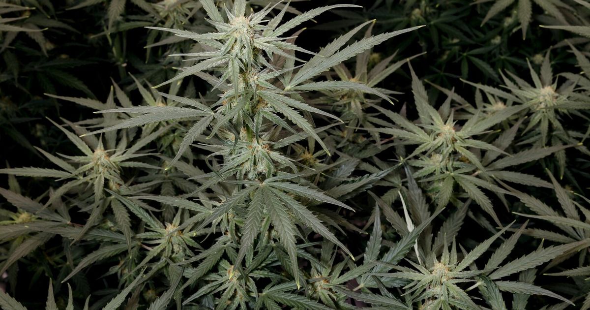 As more Americans turn to cannabis, problem use is increasing