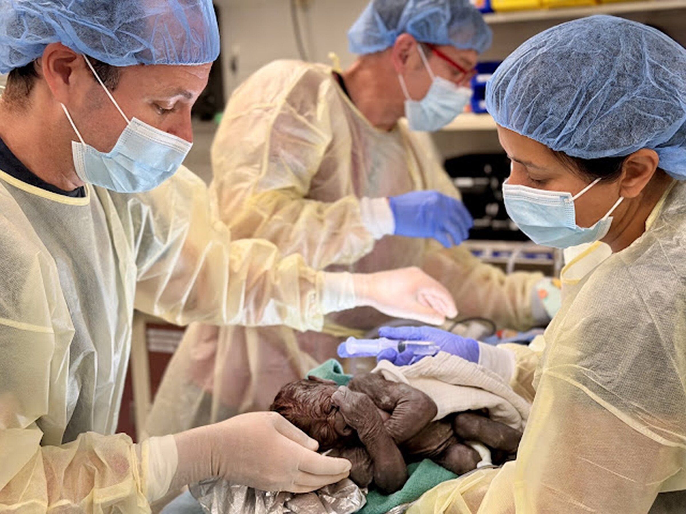 Dr. Andrew Bextrom, left, medical director of the neonatal intensive care unit at Providence Swedish First Hill, helps baby gorilla Oku breathe shortly after his birth by cesarean section, while Dr. Sachita Shah, an emergency physician at Harborview Medical Center, helps support him. (Nicole Hamilton)