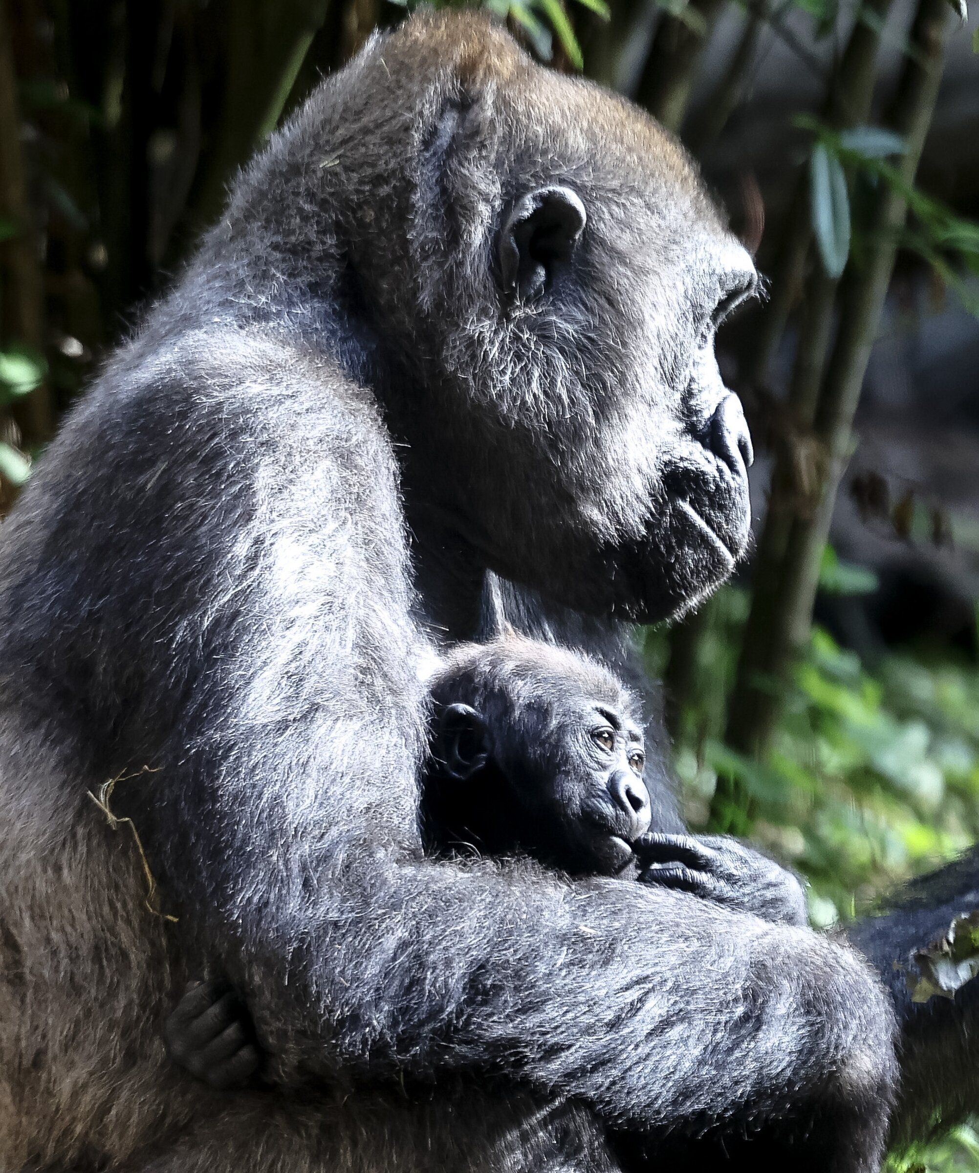 Olympia, a 30-year-old western lowland gorilla, holds baby Kadre at Woodland Park Zoo in Seattle. in May, Olympia underwent a C-section, the first ever performed at the zoo, to give birth to Oku, who is now cared for by Jamani, the mother of Kadre. The two mothers gave birth within a week of one another in May. (Nick Wagner / The Seattle Times)