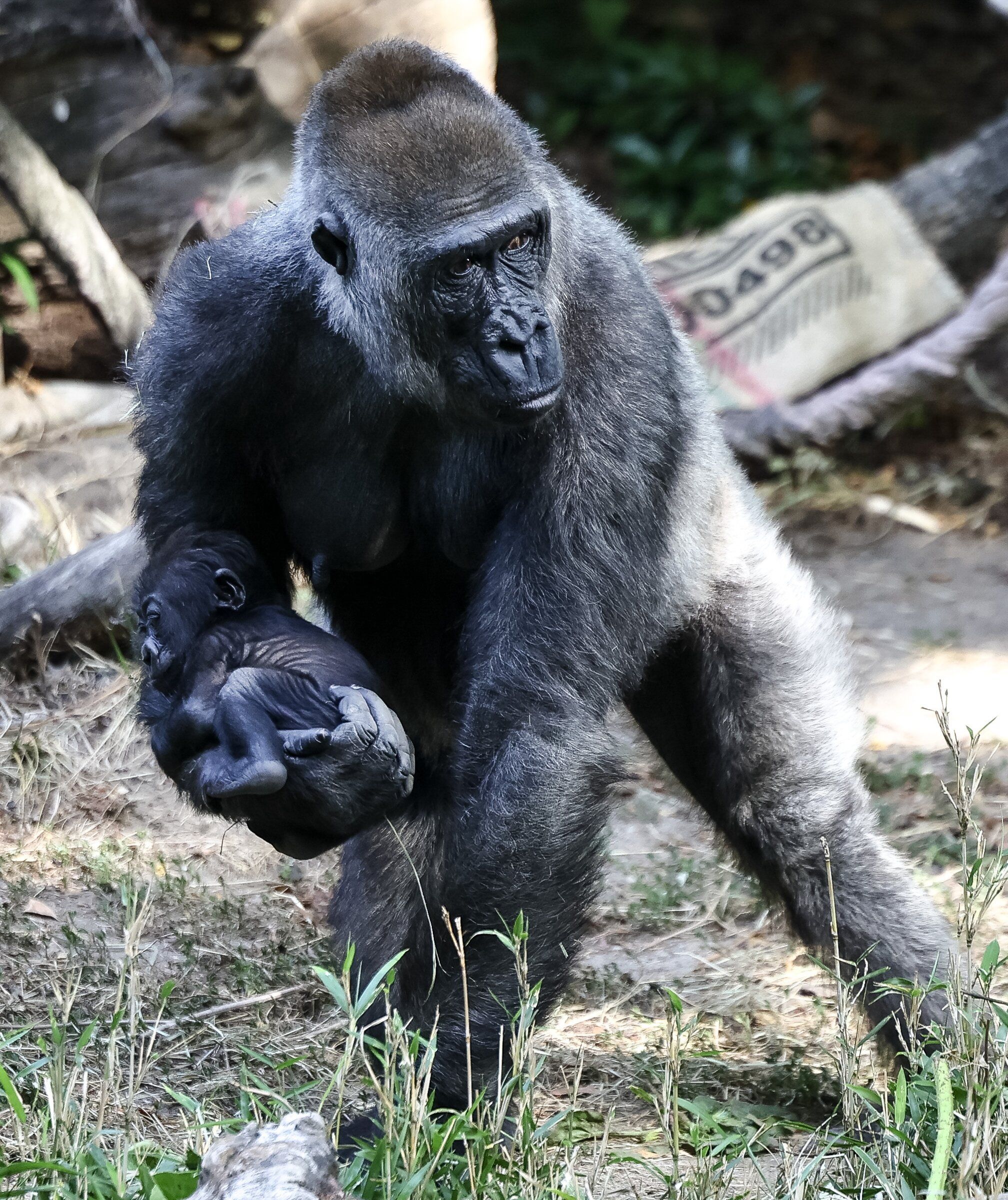 Olympia carries Kadre, now about three months old, at Woodland Park Zoo in Seattle. Zoo staff said she recovered well from the emergency surgery. (Nick Wagner / The Seattle Times)