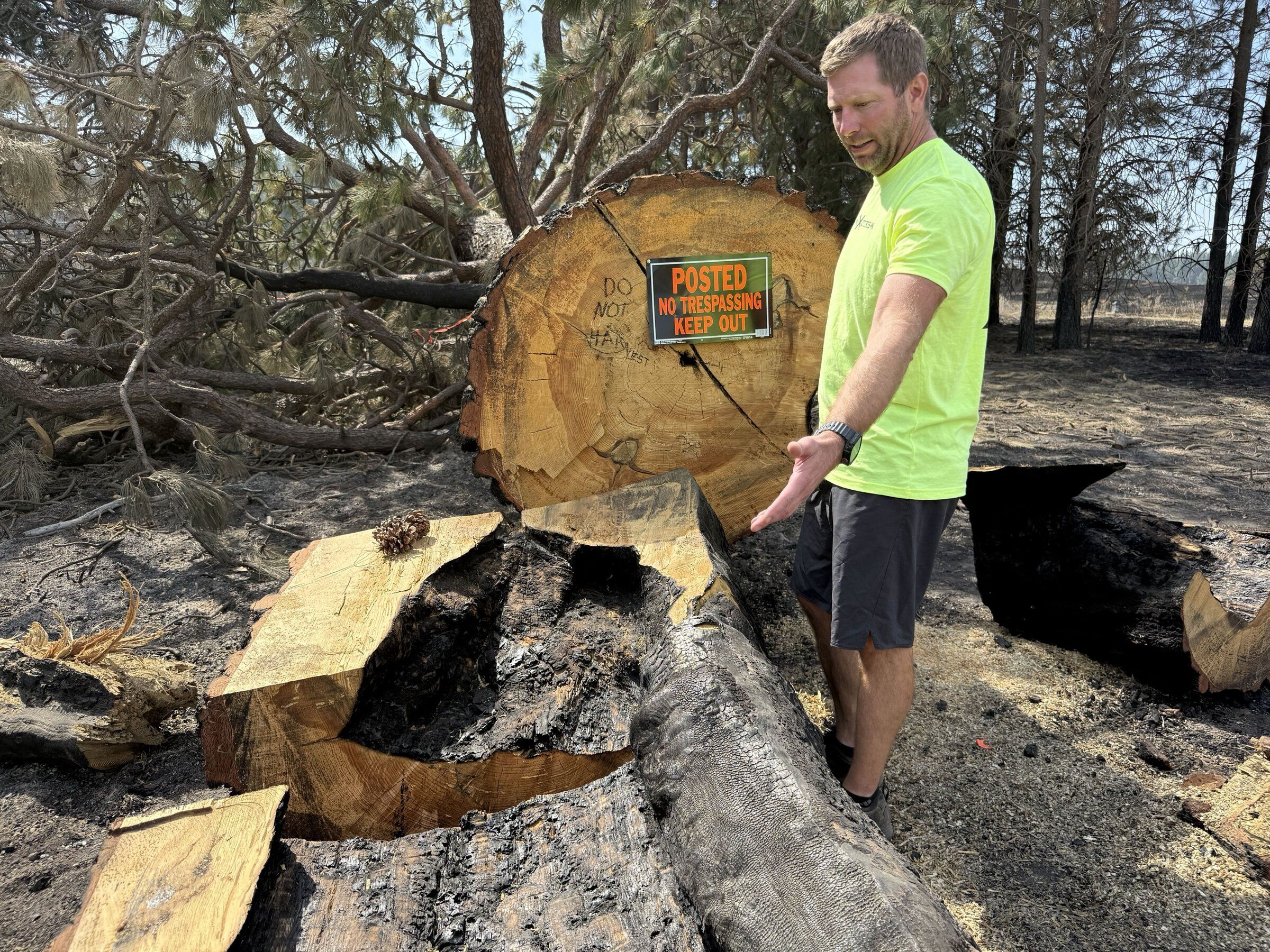 Landowner Josh Hitchens looks at what’s left of the Treaty Tree, historic as the site where the Upper Band of the Spokane Indians established a trading post around 1840, that was was cut down during the Fairview fire recently. The giant pine shows damage from earlier fires that may have weakened the tree to the to the point of being a danger. (Nick Gibson / The Spokesman-Review)