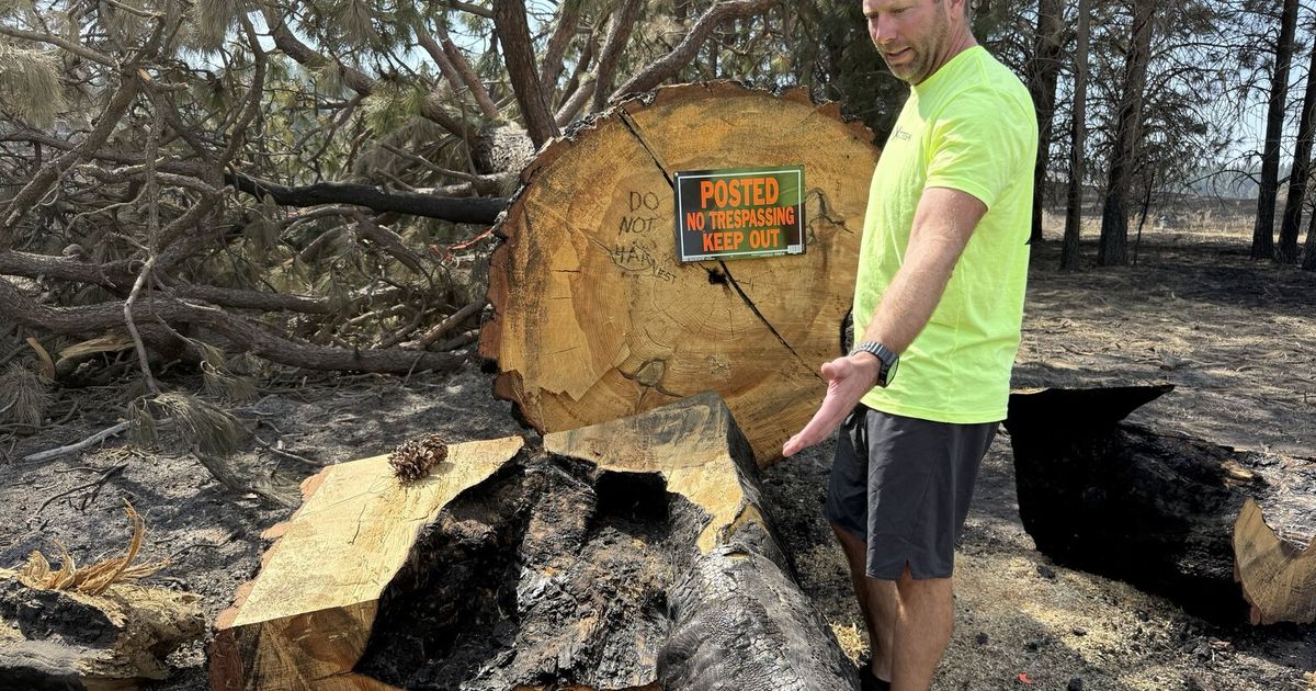 250-year-old Treaty Tree falls in Spokane fire