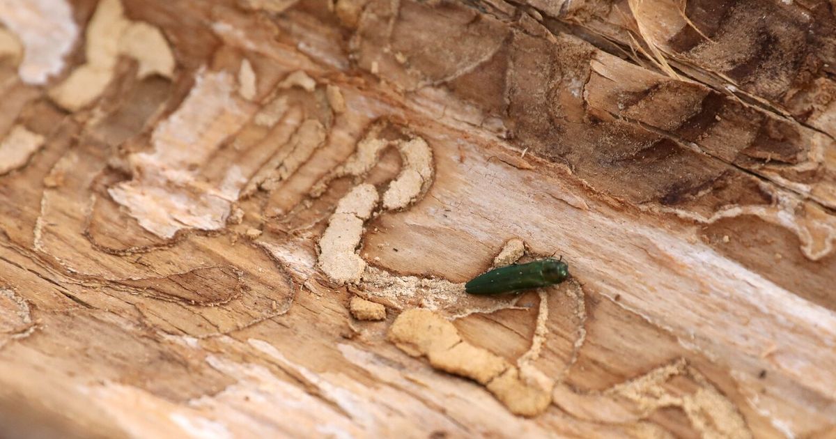 Beetle that has wiped out millions of ash trees confirmed in WA