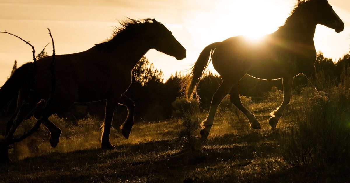 Under Trump Protected Wild Horses Are Going To Slaughter The Seattle under-trump-protected-wild-horses-are-going-to-slaughter-the-seattle