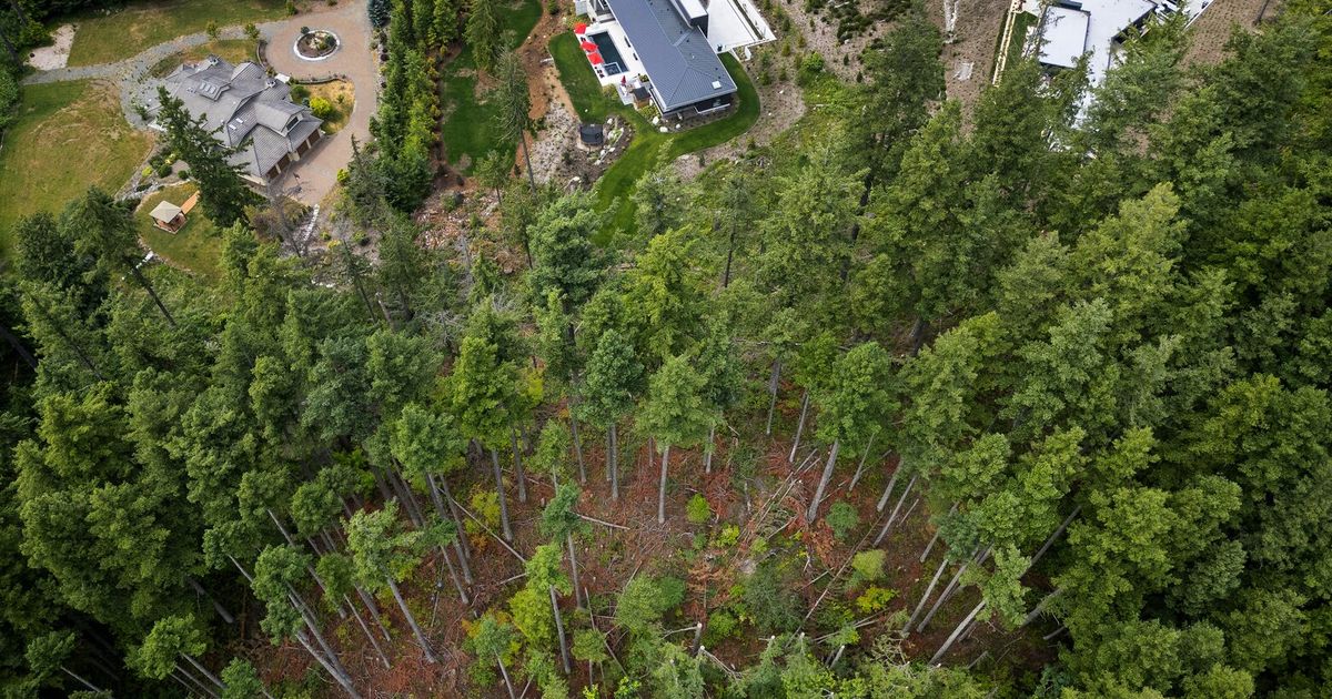 Real estate agent who cut King County trees sells house for $6 million