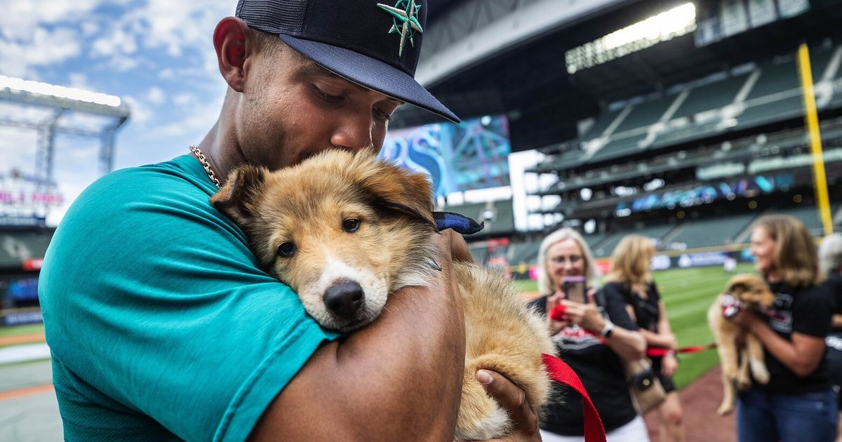Seattle Animal Shelter holds contest for ‘Picture Pawfect’ cutest pet