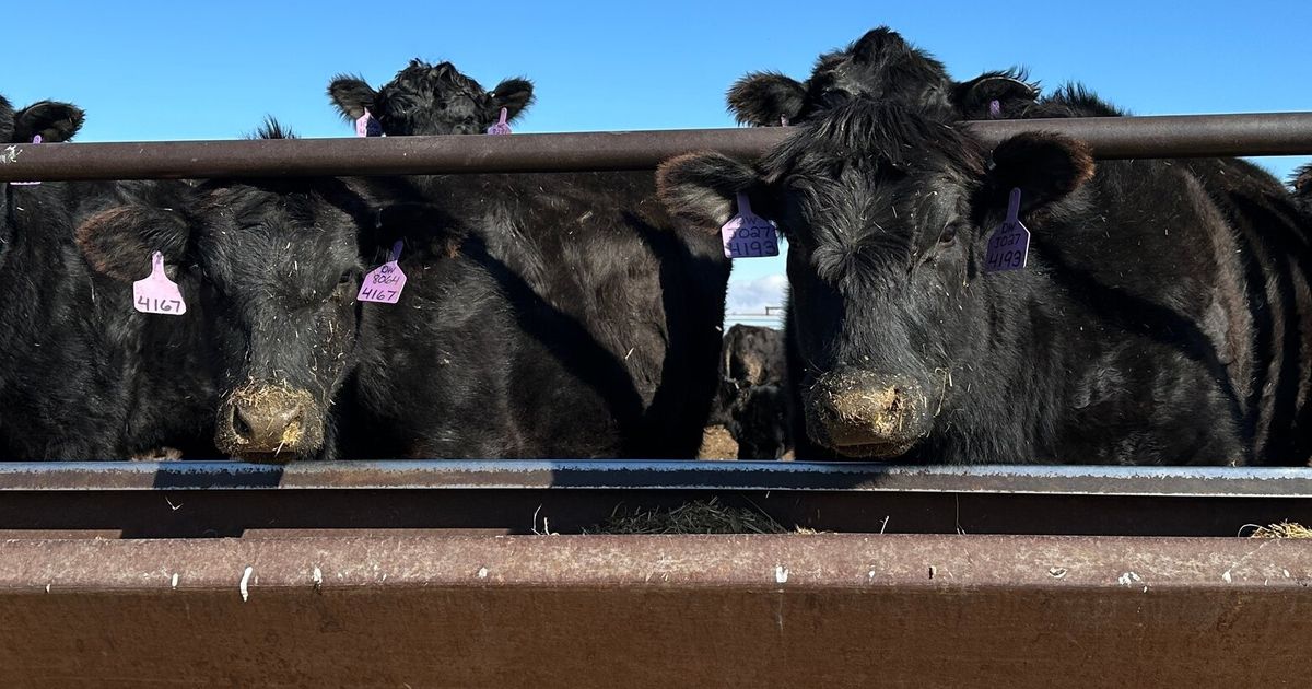 Trump announces plan to lower beef prices, but ranchers and some Republicans are already balking