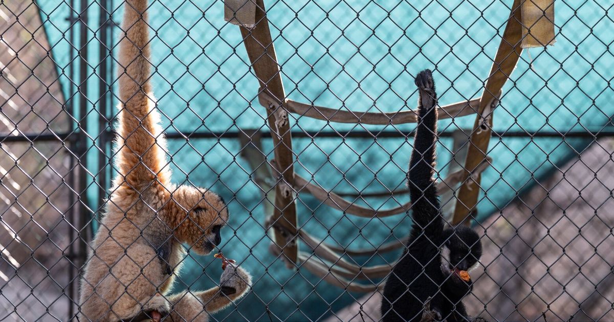 How a sanctuary outside L.A. has cared for rare, endangered gibbons for a half-century