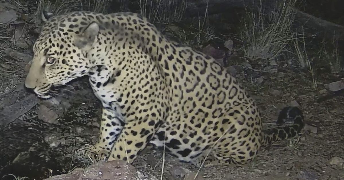 Jaguars are ready to come back. The border wall might stop them