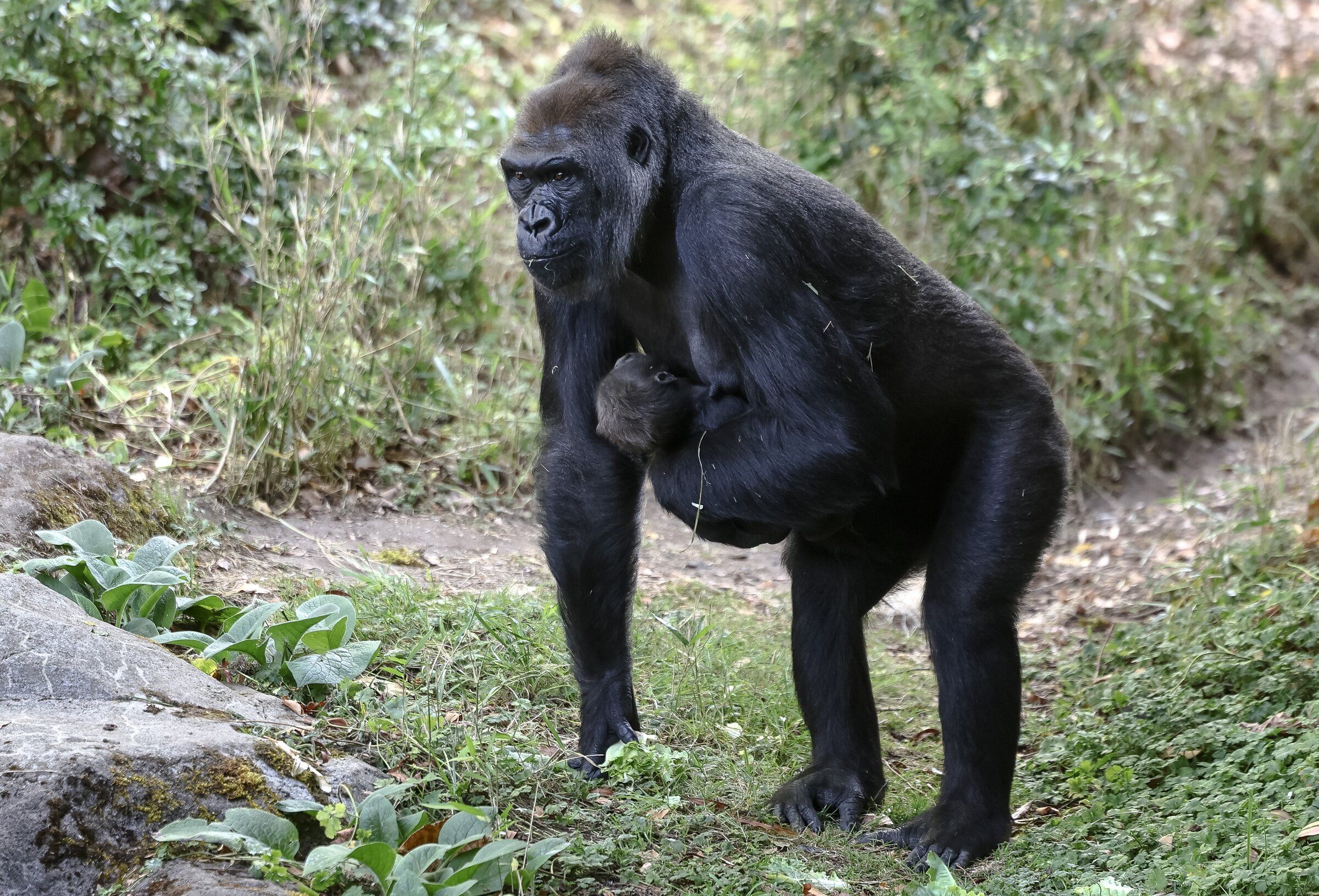 Jamani carries Oku at Woodland Park Zoo this week. While his mother, Olympia, recovered from her cesarean section, Jamani cared for the infant. Once Olympia regained her strength, she took custody of Jamani’s newborn, Kadre. (Nick Wagner / The Seattle Times)