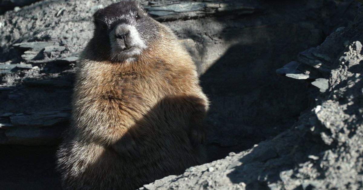 Move over, bears. Fat Marmot Week puts a spotlight on the alpine rodents