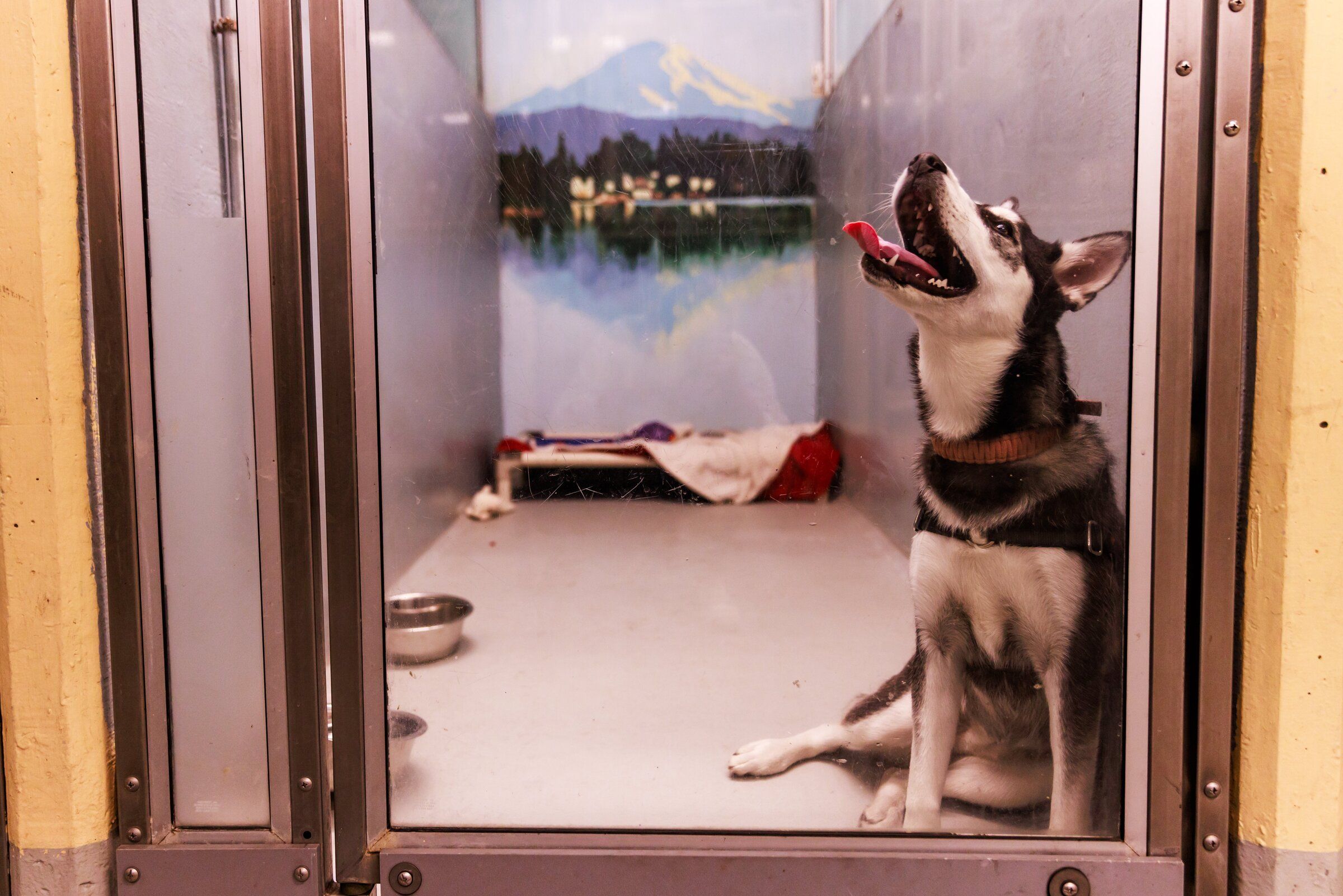 A dog resides at Seattle Animal Shelter Thursday, July 27, 2023. (Erika Schultz / The Seattle Times, 2023)