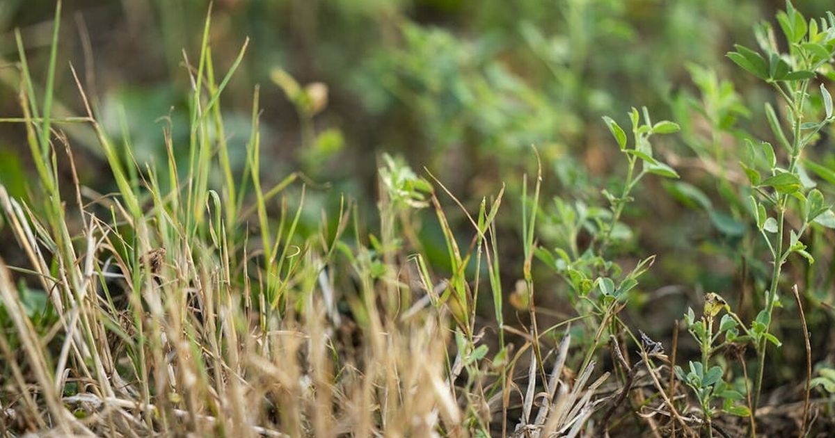 Alfalfa sprout linked to food-poisoning outbreak in 15 states, health officials say