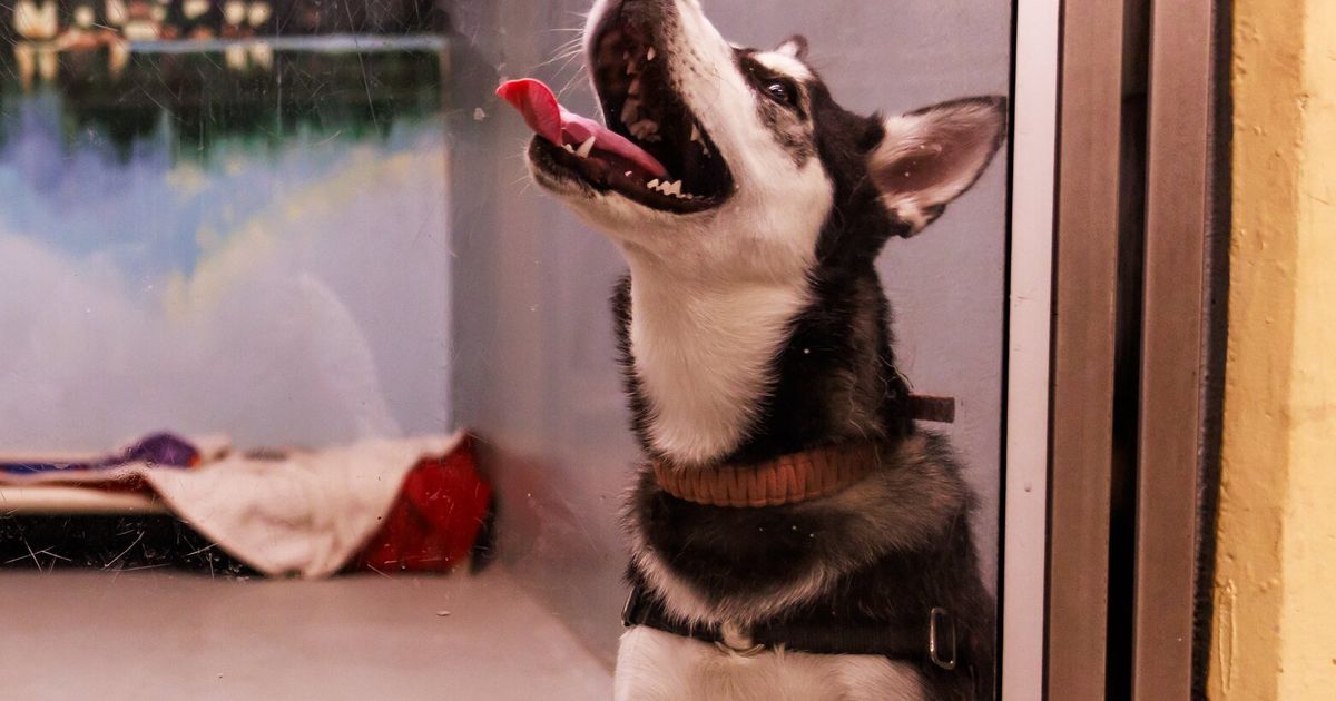 Seattle Animal Shelter holds contest for ‘Picture Pawfect’ cutest pet