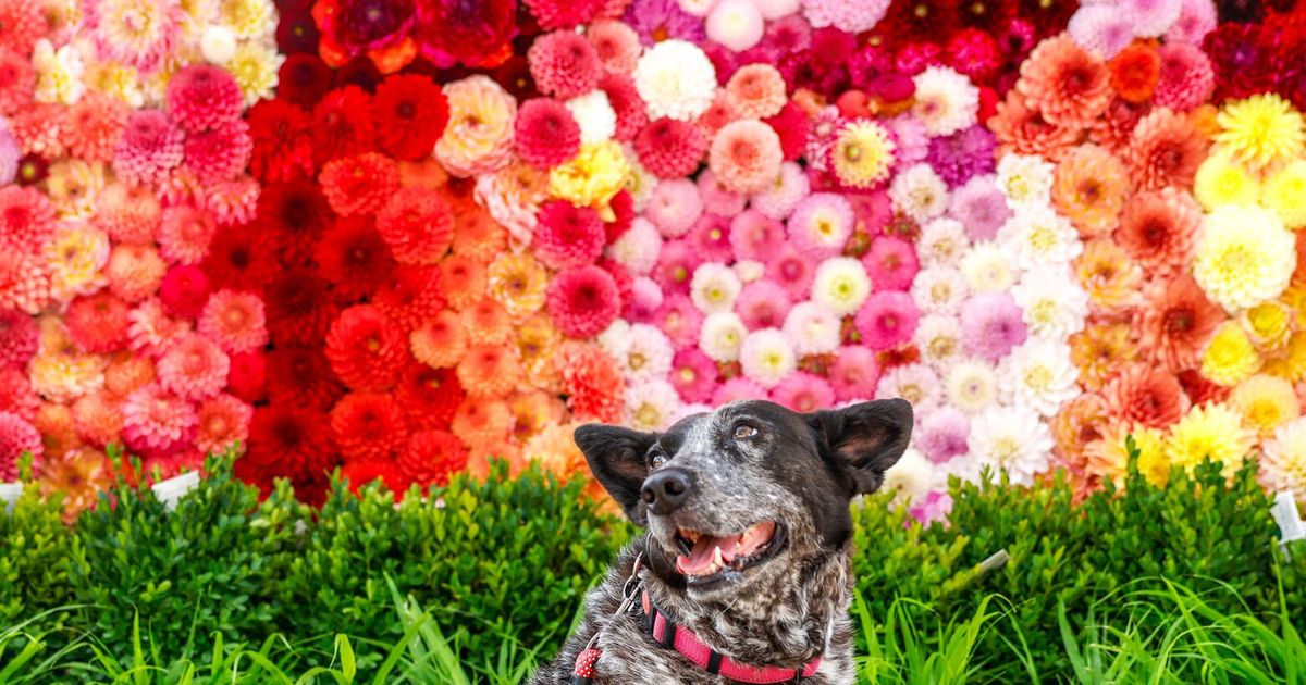 Dahlias bloom in bold colors at this group’s anniversary show