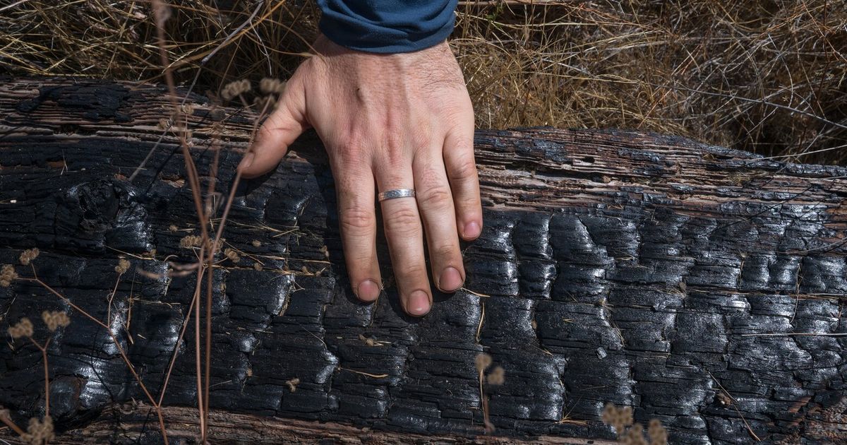 Bigger, hotter fires are slowly erasing America’s great forests