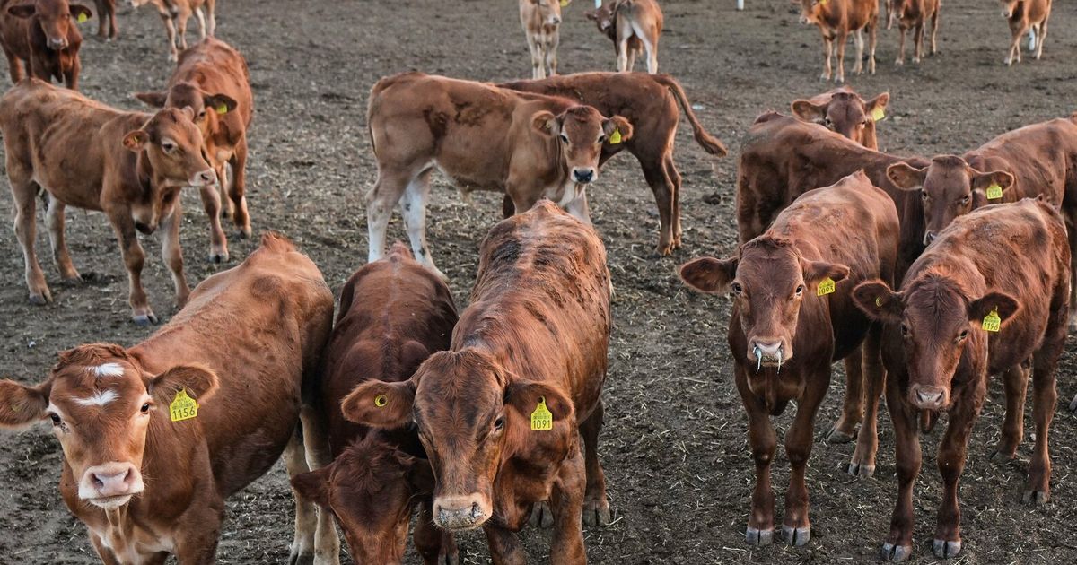 U.S. to open more ports to Mexican cattle in beef supply boost