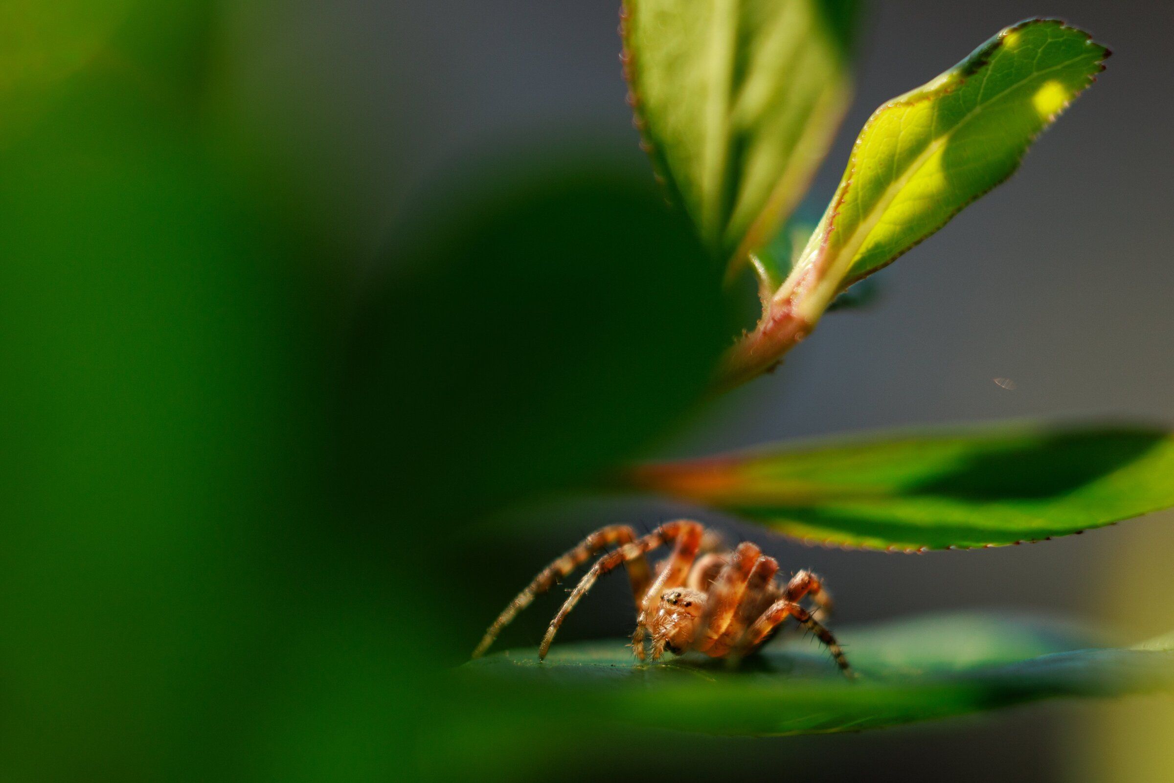 An Araneus diadematus, a spider known for making round, spiral webs, crawls on a leaf near its web in West Seattle in mid-August. Rod Crawford, a spider expert at the Burke Museum, says this type of spider arrived in the Pacific Northwest from Europe in the 1920s. Araneus diadematus eggs hatch in May and the spiders generally become visible in late summer before reaching their maximum size in early October, Crawford said. (Erika Schultz / The Seattle Times)