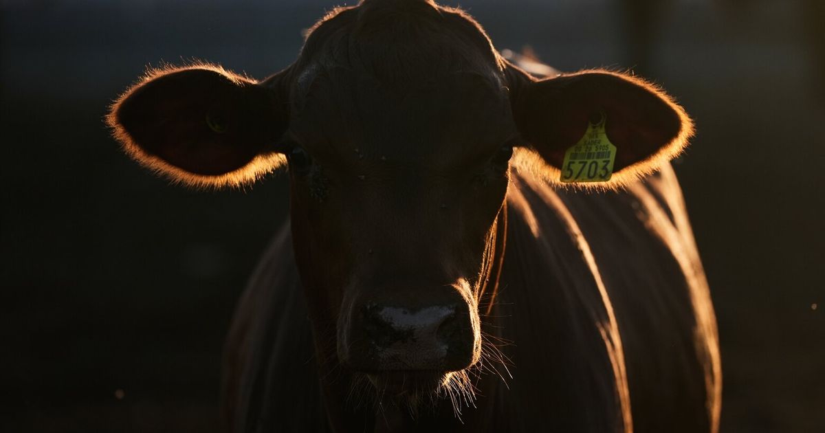 Economists don’t expect reopening the US to Mexican cattle imports to reduce high beef prices