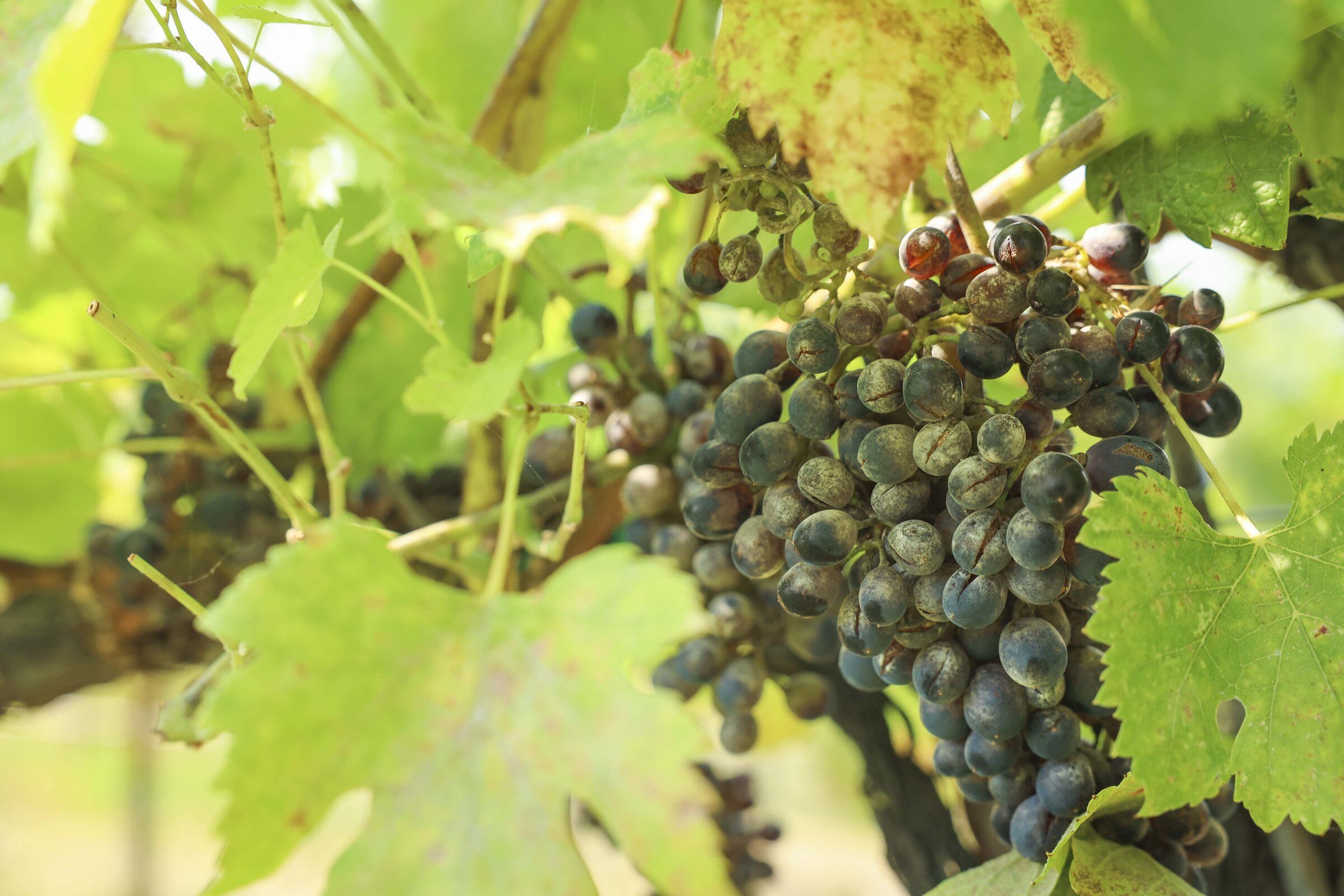 Bree Stewart, a wine-tasting employee, displays smoke-damaged Syrah grapes that the winery likely will not be able to use at Succession Wines in Manson on Thursday, Aug. 20. (Ivy Sebayo / The Seattle Times)