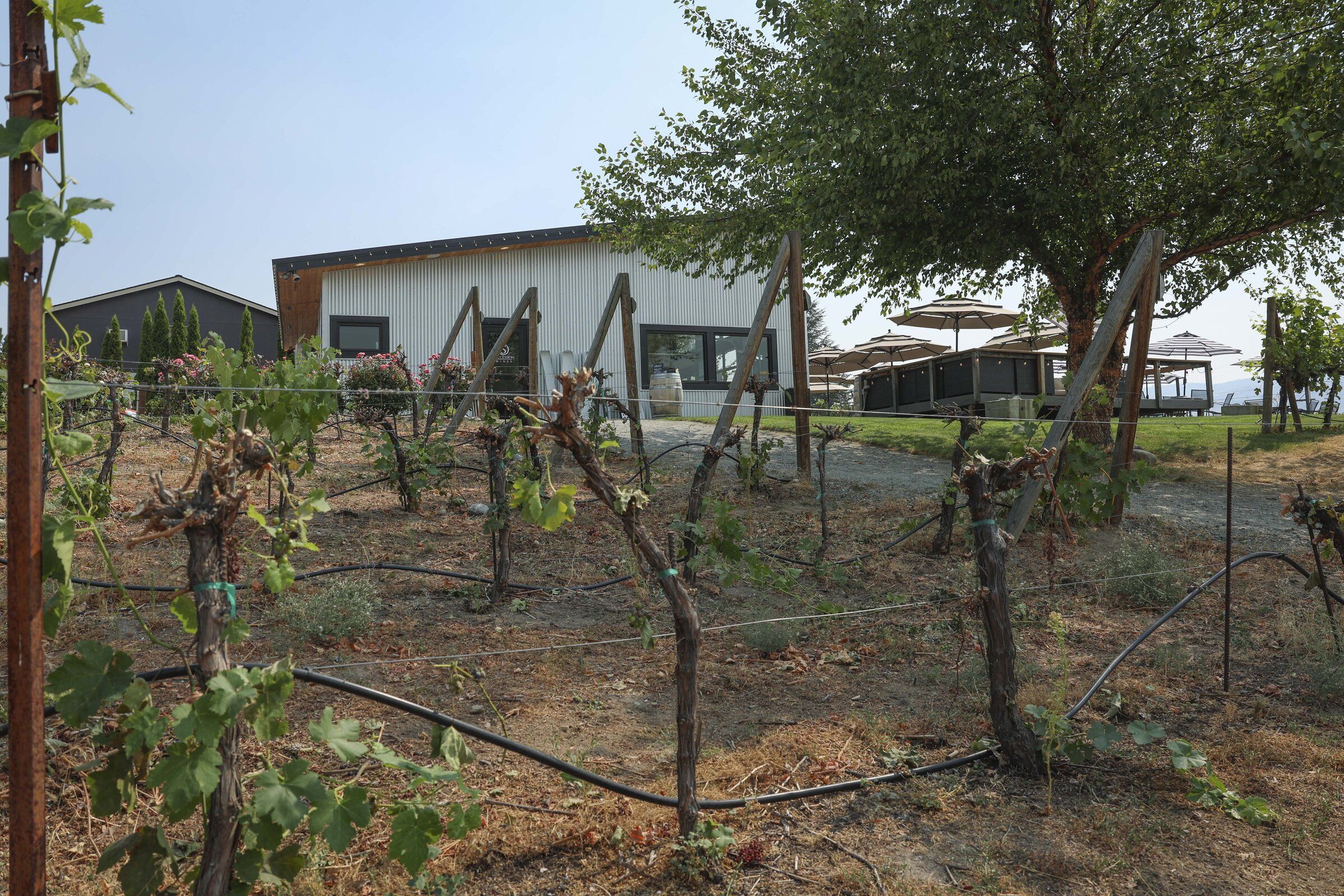 Bree Stewart, a wine-tasting employee, said some grapevines were cut back after apparent wildfire smoke damage at Succession Wines in Manson. (Ivy Sebayo / The Seattle Times)