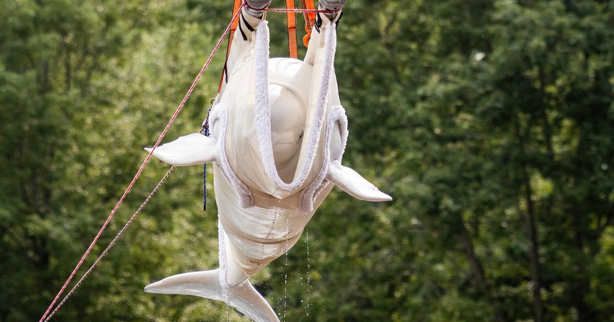 Beluga whale dies at Chicago aquarium days after coming from Canada park in rescue effort