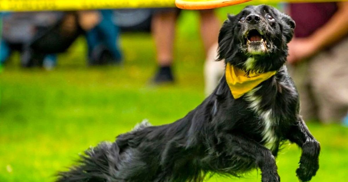 Washington State Fair 2026: Stunt dog show and more new things to do