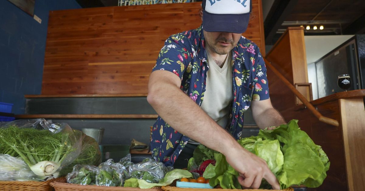 Lettuce parasite is a boon for some WA farmers