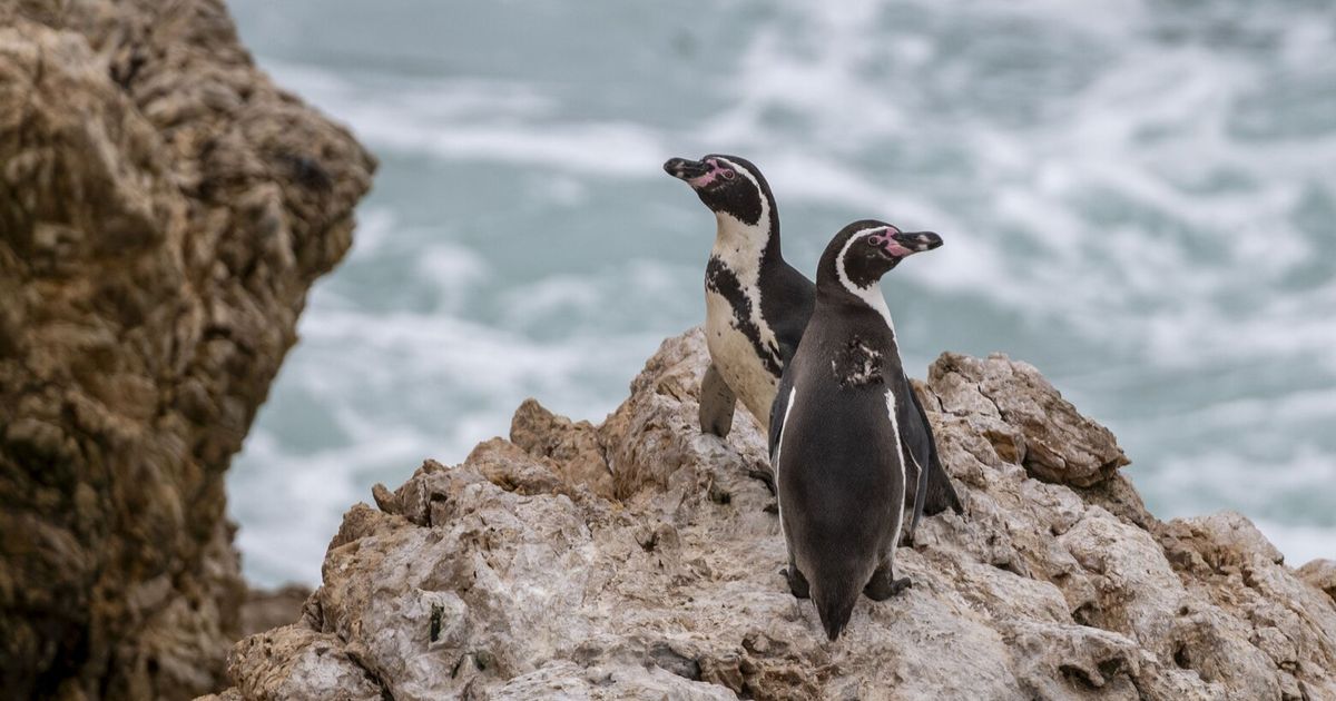 Inside one of Peru’s most vulnerable penguin colonies