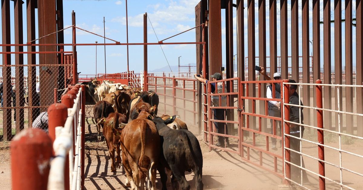 Screwworm flies steer clear of Agriculture Department traps
