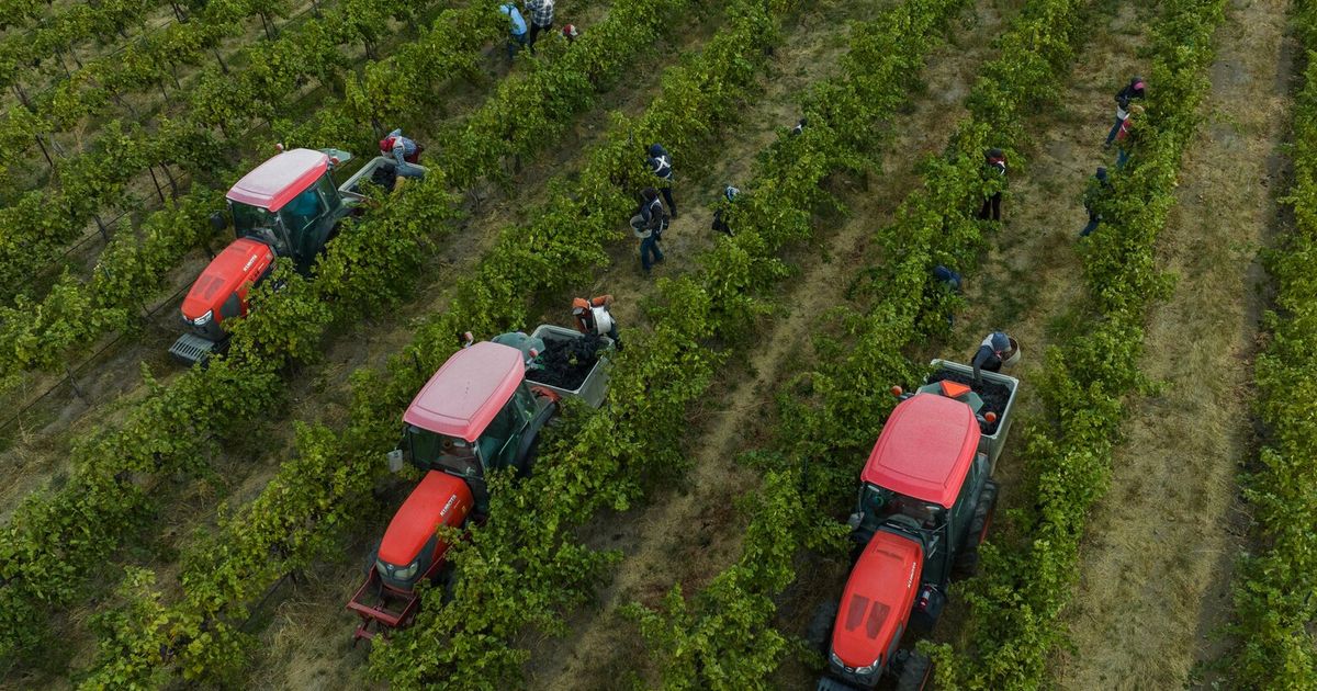Impact of tariffs on Walla Walla wine goes beyond U.S., Canada