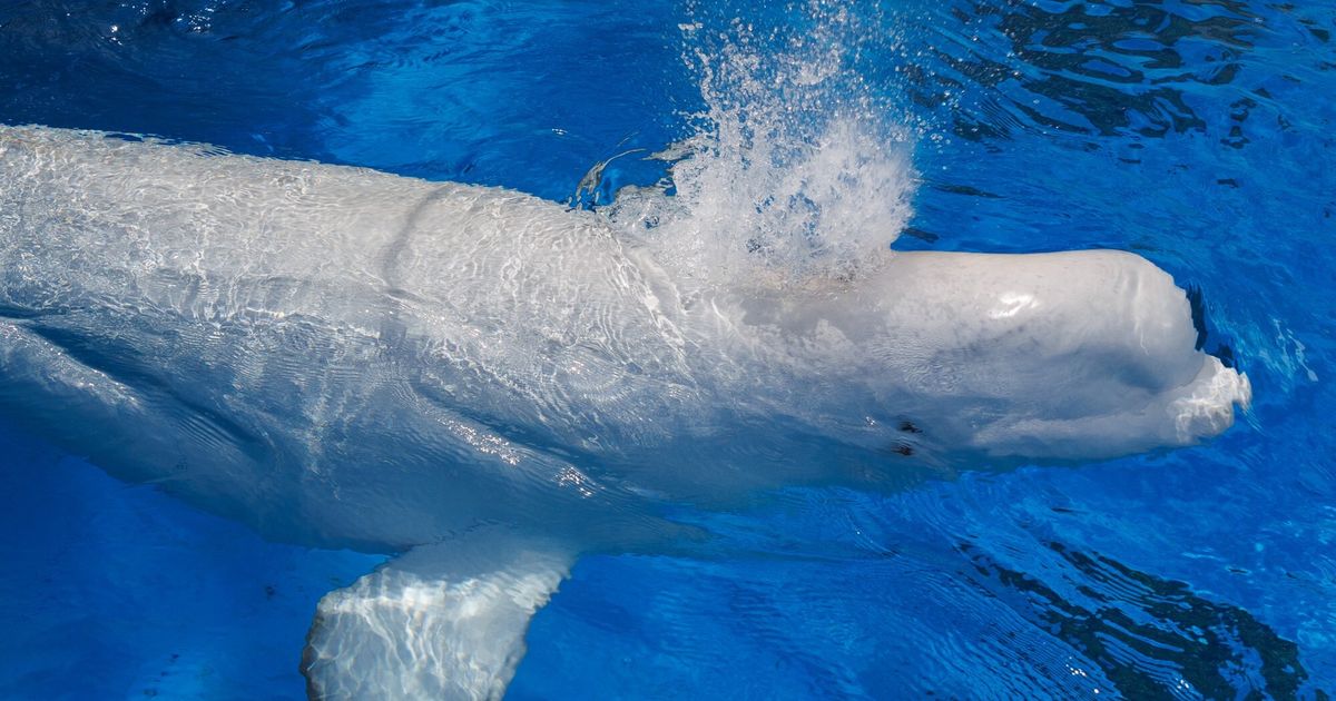 Rescued beluga whales from shuttered Marineland arrive safely at SeaWorld San Diego