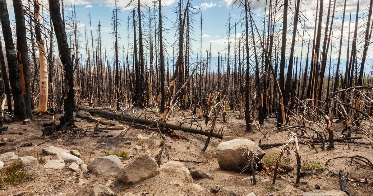Sponsored: Managing forests for Washington’s year-round wildfire challenge
