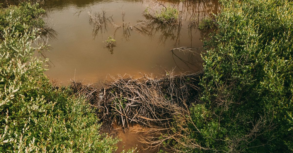 The Beavers Are Coming for Canada’s Arctic, 1 Dam at a Time