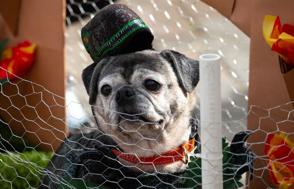 Pugs vie for top prize at packed Portland pooch pageant